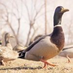 雷火剑全系列作品下载指南与资源分享 5fhq9u425